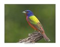 1810-3 painted bunting